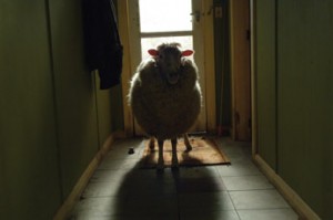 11_2007_Black_Sheep_3.jpg